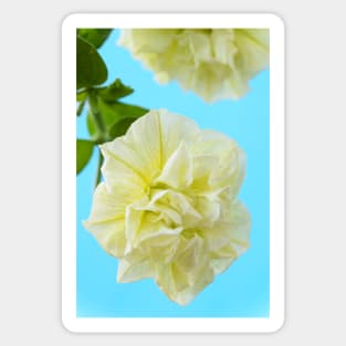 Petunia  Susanna  syn.  Petunia &#39;Kersusi&#39;   Tumbelina Series Sticker